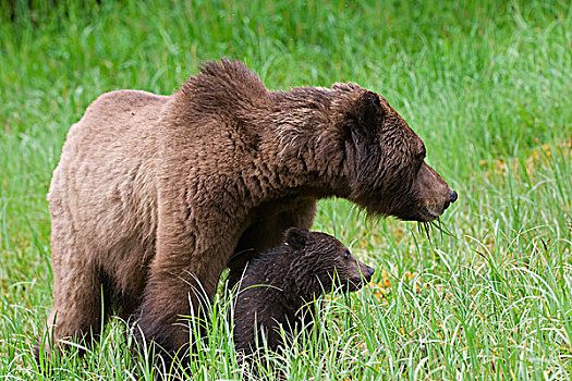 母熊,棕熊,幼兽,享受,高蛋白,莎草,草,防护,保存,北方,王子,北海岸,不列颠哥伦比亚省,加拿大
