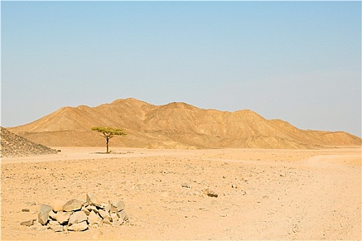 孤单,树,沙漠