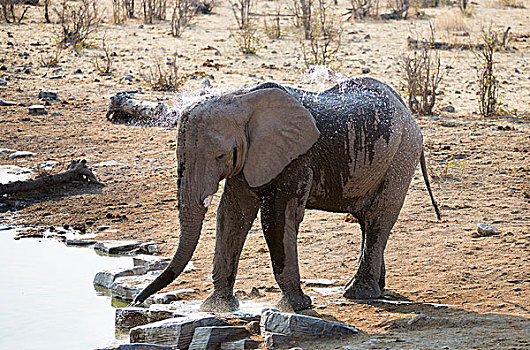 非洲象,水,水坑,埃托沙国家公园,纳米比亚,非洲