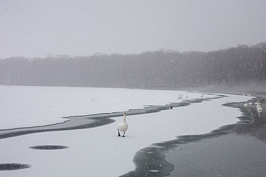 天鹅,屈斜路湖,北海道,日本