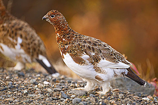 柳雷鸟,母鸡,羽毛,白色,秋天,德纳里峰国家公园,阿拉斯加