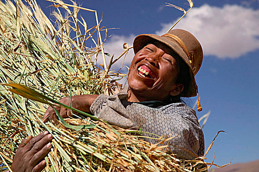 农民,丰收,大麦,玻利维亚