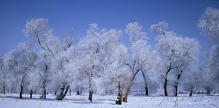 雾松岛雪乡