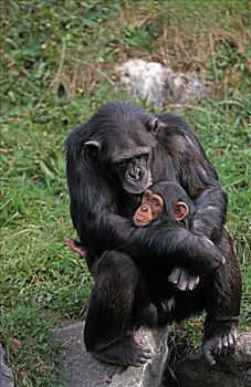 普通,黑猩猩,类人猿,拿着,幼仔