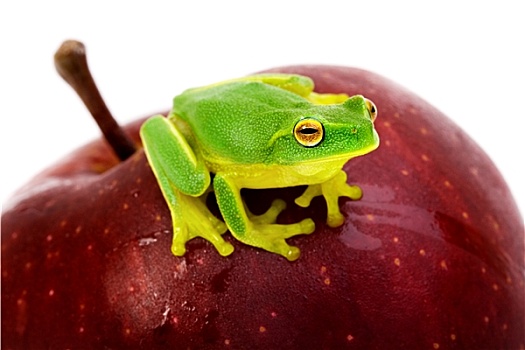 小,绿树蛙,坐,苹果