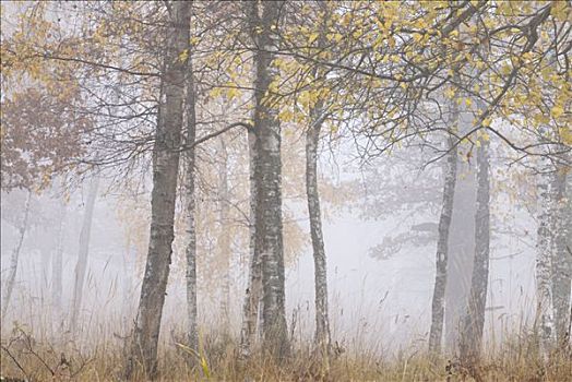 雾状,树林,瑞典