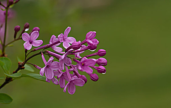 丁香花