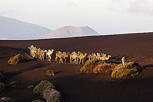 驼队,日出,蒂玛法雅国家公园,兰索罗特岛,加纳利群岛