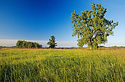 日出,上方,高草,草原,保存,曼尼托巴,加拿大