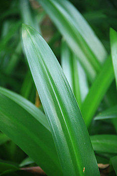 植物,叶子