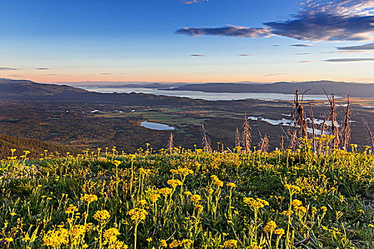 野花,天鹅,俯视,湖,靠近,蒙大拿,美国