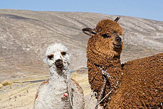 南美,秘鲁,羊驼,户外,家,靠近,普诺