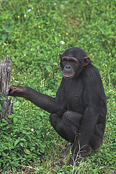 黑猩猩,类人猿,灵长类,维多利亚湖,乌干达,东非