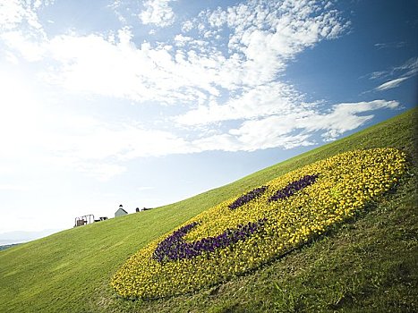 笑脸,花,展示