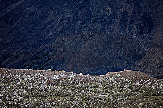 石山羊,山峦,公园,不列颠哥伦比亚省,加拿大