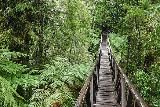 木桥,蕨类,温带雨林,公园,区域,拉各斯,巴塔哥尼亚,智利,南美