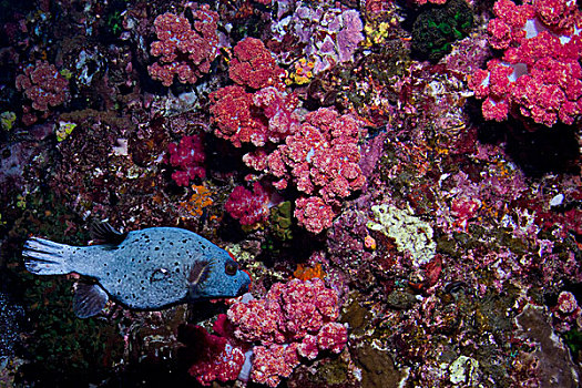 水下视角,鱼,礁石,斯米兰,国家级保护区,安达曼海,泰国