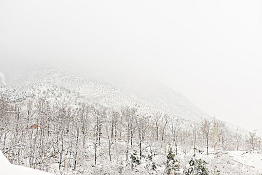 雪野,大雪后的风景