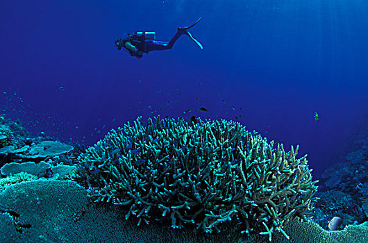 亚洲,巴布亚新几内亚,潜水,硬珊瑚,礁石