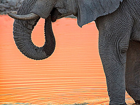 非洲,纳米比亚,埃托沙国家公园,喝,大象,日落,画廊