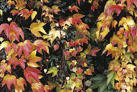 秋天,色彩,叶子,地锦属,常春藤,德国,欧洲