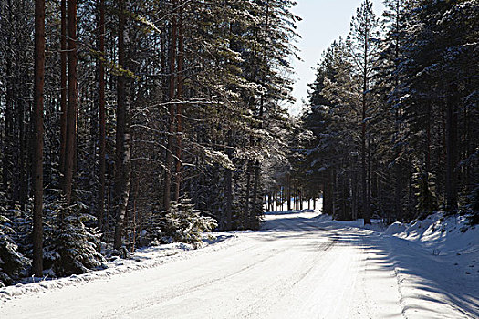 乡村,积雪,道路,树林