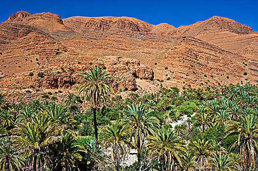 特色,岩石,风景,手掌,干燥,河,床,山谷,山峦,南方,摩洛哥,非洲