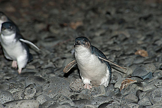 小蓝企鹅,走,圆石滩,海洋,喂食,菲利普岛,澳大利亚
