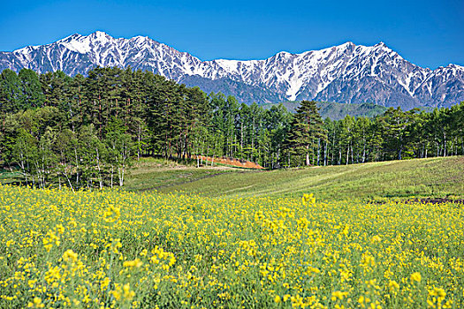 油菜花,高地,北方,阿尔卑斯山