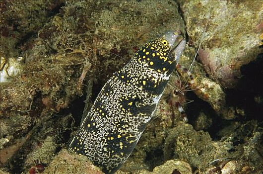 海鳗,印度尼西亚
