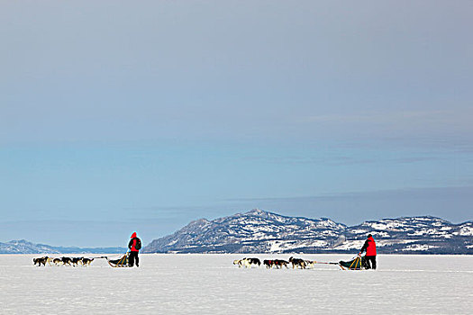两个,跑,驾驶,狗,雪撬,团队,雪橇狗,冰冻,育空地区,加拿大