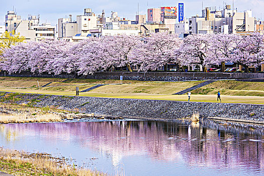樱桃树,河,石川