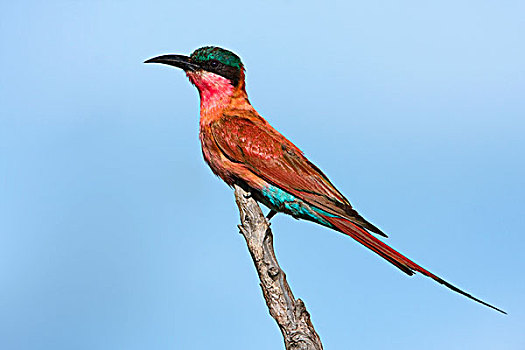 深红色,食蜂鸟,栖息,莫雷米禁猎区,奥卡万戈三角洲,博茨瓦纳