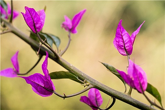 紫色,植物