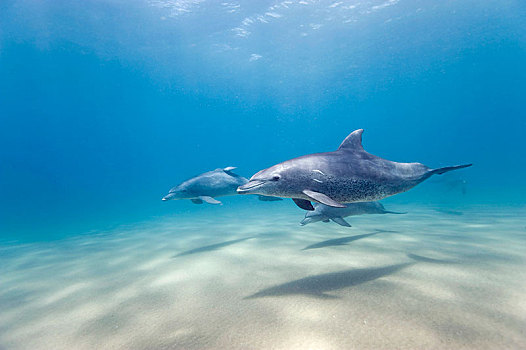 宽吻海豚,群,湾,南非,非洲