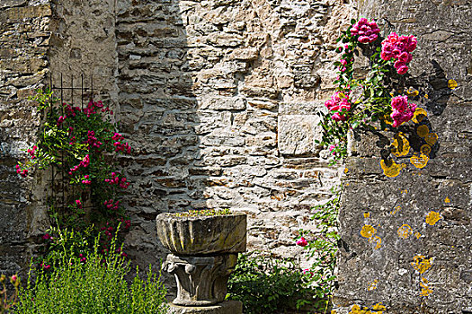 玫瑰,苔藓,教堂,墙壁,莱茵兰-巴拉丁州,德国