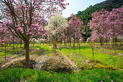 下社家畈,玉兰花,阳光,田野,花,树木,花海