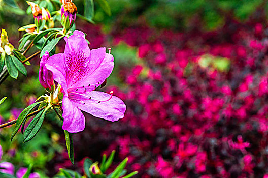 杜鹃花