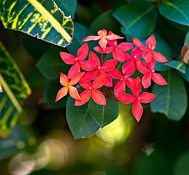 塞班热带植物