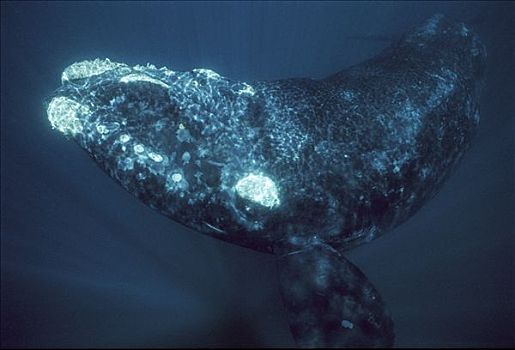 南露脊鲸,肖像,瓦尔德斯半岛,阿根廷