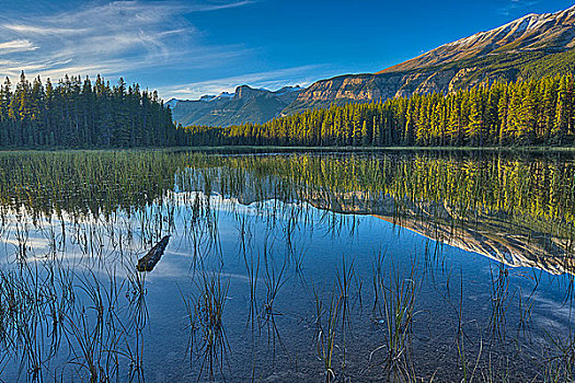 反射,树,水中,湖,碧玉国家公园,艾伯塔省,加拿大