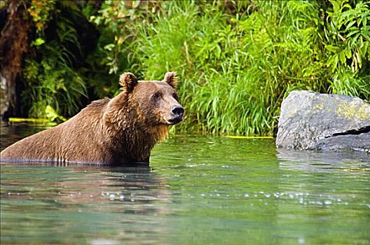 大灰熊,棕熊,涉水,水中