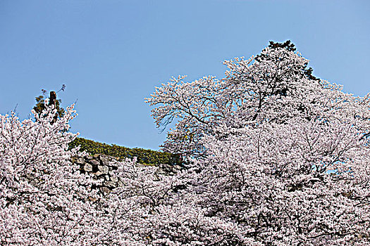 樱花,城堡,兵库,日本