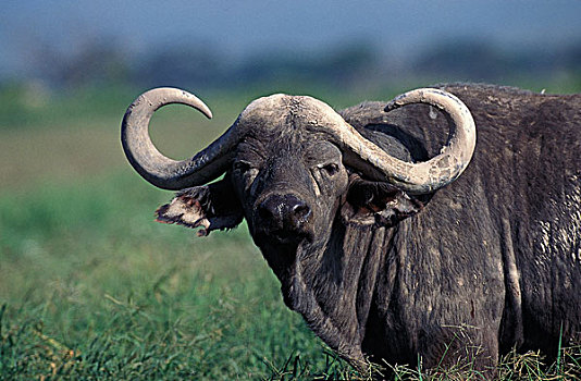 非洲水牛,马赛马拉,公园,肯尼亚