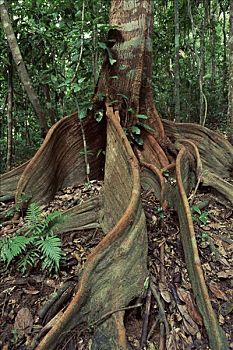 热带雨林,国家公园,昆士兰,澳大利亚