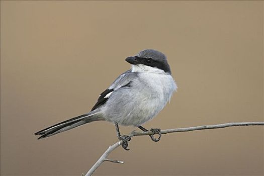 灰色,伯劳鸟,坐,细枝,富埃特文图拉岛,西班牙