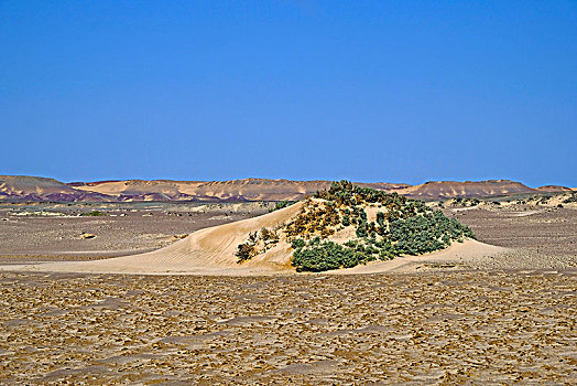 植被,沙子,骷髅海岸,纳米比亚,公园