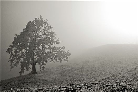 树,雾,黑白