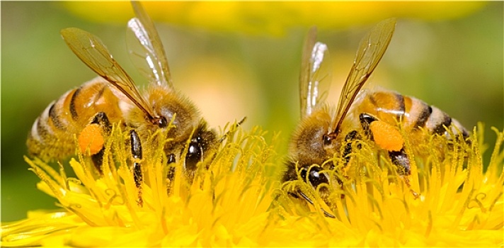 两个,蜜蜂,蒲公英,花