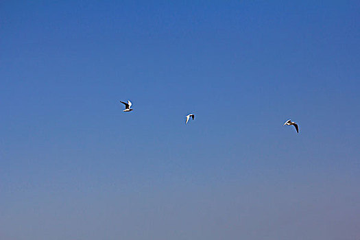 海鸥在飞翔